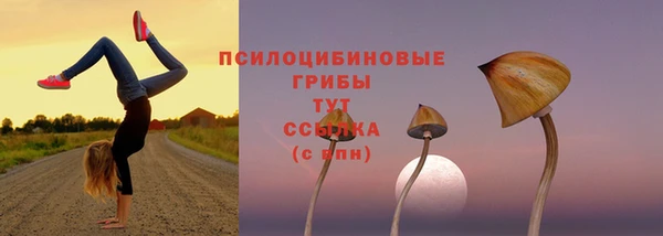 стаф Горняк