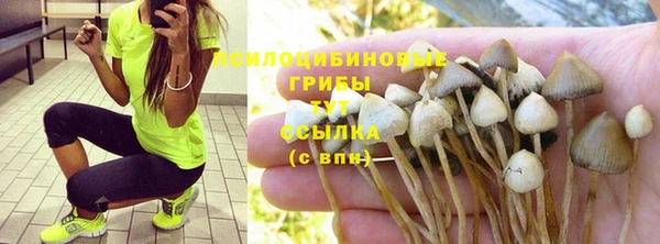 стаф Горняк